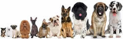 Chihuahua, Pug, Poodle, Whippet, French Bull Dog, Saint Bernard, Cone Corso, and Great Dane are pictured as boarding possibilities.  MBB001