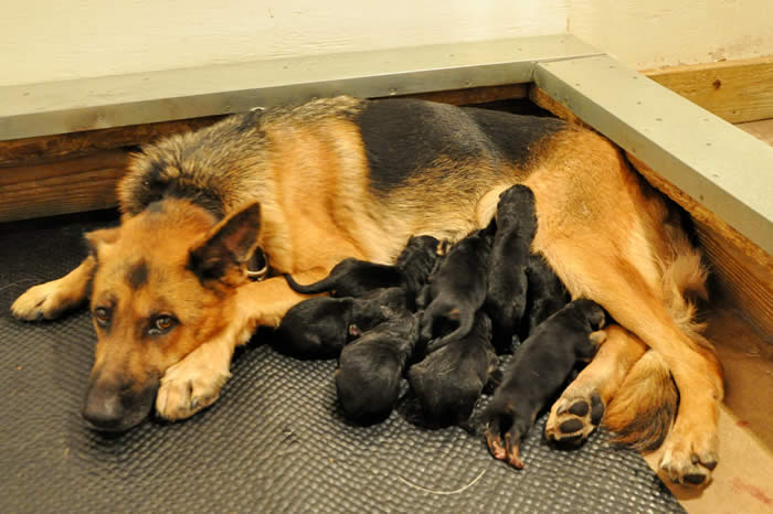 German Shepherd Puppy Litters can grow up to become loyal, loving, faithful, courageous, protective companions for the entire family.